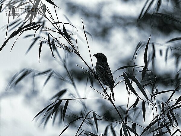 Haussperling (Passer domesticus) sitzt auf Bambuszweig im Versteck  Silhouette  monochrom  Symbolbild  Stille