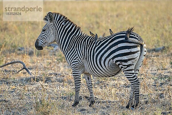 Steppenzebra der Unterart Crawshay-Zebra (Equus quagga crawshayi)  Rotschnabel-Madenhacker (Buphagus erythrorhynchus)  Körperpflege  tiefer Sonnenstand  South Luangwa  Sambia  Afrika