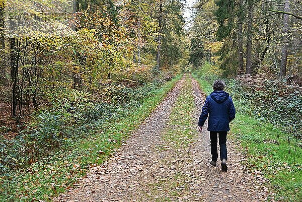Frau wandert im Herbst durch den Wald  Schleswig-Holstein  Deutschland  Europa