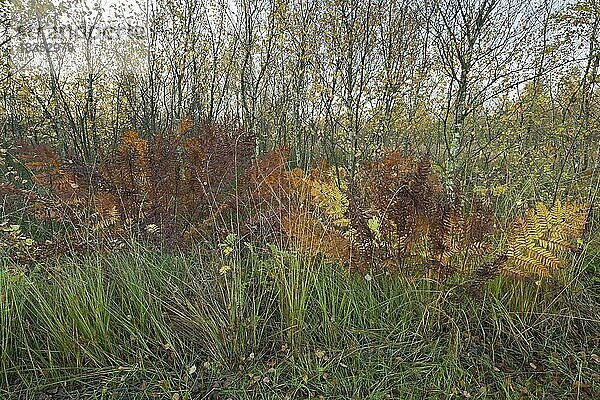 Königsfarn (Osmunda regalis) und Birken (Betula pendula) im Moor  Provinz Drenthe  Niederlande  Europa