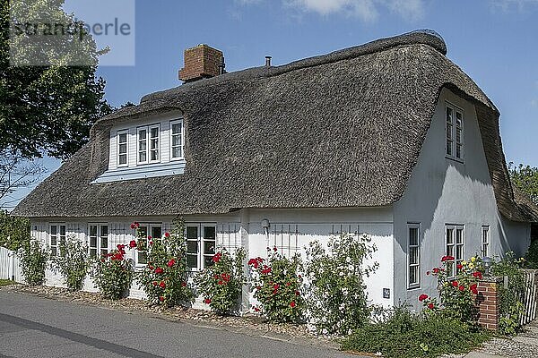 Reetgedecktes Friesenhaus  Rosenstock  Föhr  Nordfriesische Insel  Nordfriesland  Schleswig-Holstein  Deutschland  Europa