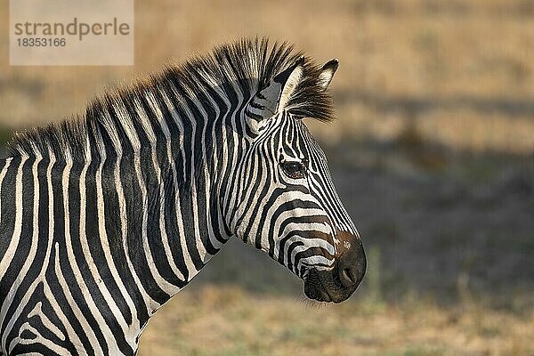Steppenzebra der Unterart Crawshay-Zebra (Equus quagga crawshayi)  Tierportrait  seitlich  Profil  South Luangwa  Sambia  Afrika