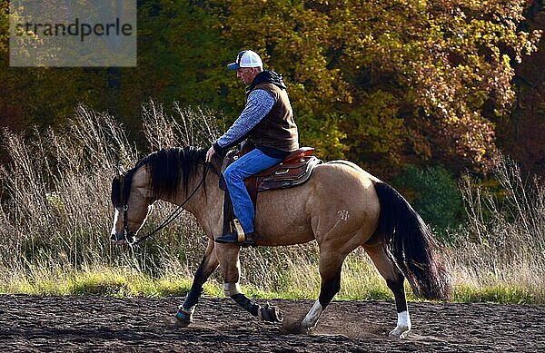 Training im Westernreiten  Ausbildung eines American Quarter Horse Hengstes im Herbst auf einem Außenreitplatz in schneller Bewegung  Rheinland-Pfalz  Deutschland  Europa