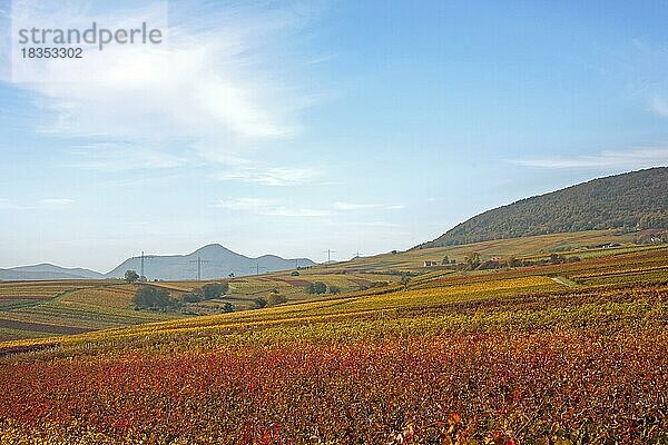 Herbstlich verfärbte Weinberge  Südpfalz  Pfalz  Rheinland-Pfalz  Deutschland  Europa