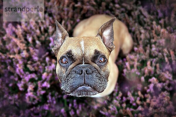 Draufsicht auf eine schöne kleine braune französische Bulldogge  die in einem Feld mit lila blühenden Heidekraut (Calluna vulgaris) sitzt