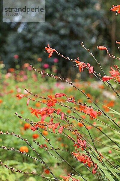 Schöne Crocosmia Blumen in der Natur Hintergrund