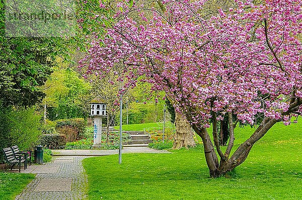 Frühling im Stadtgarten von Freiburg im Breisgau  Baden-Württemberg  Deutschland  Europa