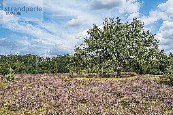 Naturschutzgebiet Buurserzand  Provinz Oberjissel  Haaksbergen  Niederlande  Europa