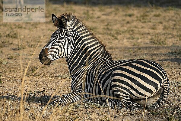 Steppenzebra der Unterart Crawshay-Zebra (Equus quagga crawshayi)  ruht in der Steppe  South Luangwa  Sambia  Afrika