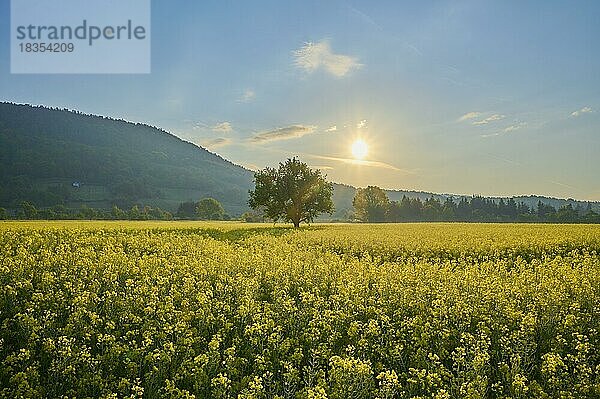 Landschaft  Rapsfeld  Blüte  Birnbaum  Sonnenaufgang  Frühling  Miltenberg  Spessart  Bayern  Deutschland  Europa