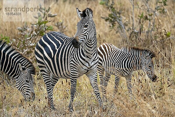 Steppenzebra der Unterart Crawshay-Zebra (Equus quagga crawshayi)  Tiere beim Fressen  South Luangwa  Sambia  Afrika