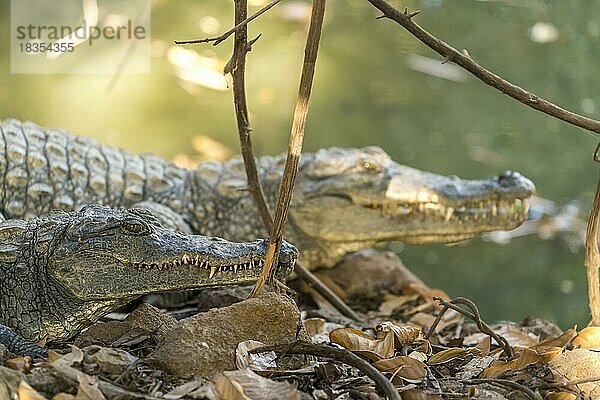 Nilkrokodil im heiligen Krokodilbecken von Kachikally  Bakau  Gambia  Westafrika  Afrika