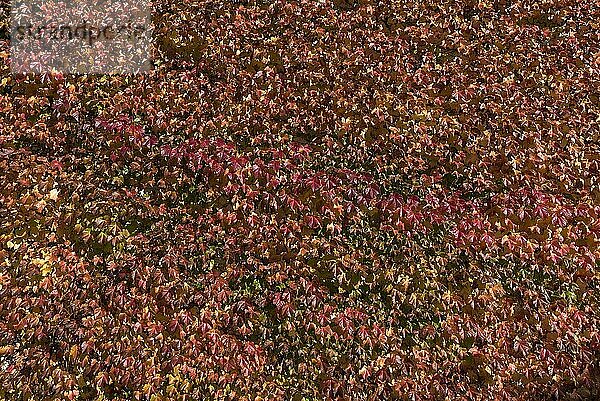 Herbstlicher  selbsklimmender wilder Wein  Jungfernrebe (Parthenocissus tricuspidata Veitchii) an einer Hauswand  Bayern  Deutschland  Europa