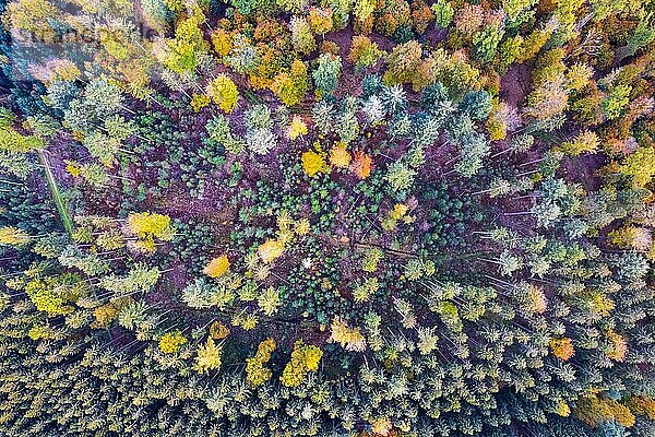 Drohnenaufnahme eines Waldes im Herbst  Region Schwäbischer Wald  Baden-Württemberg  Deutschland  Europa
