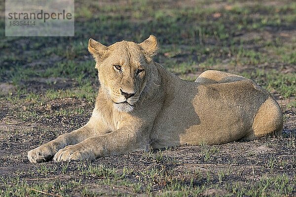 Löwe (Panthera leo)  Löwin  weiblich  liegend  Seitenlicht  Savuti  Chobe National Park  Botswana  Afrika