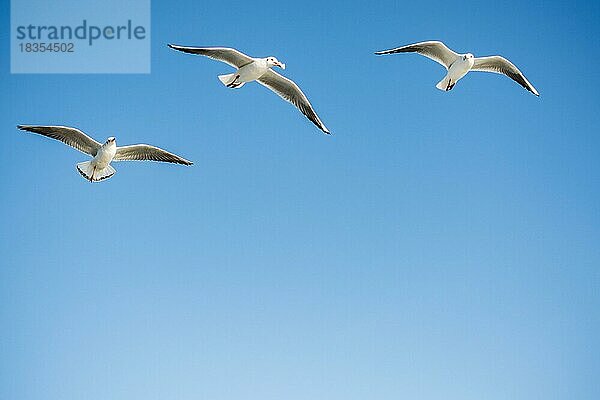 Möwen fliegen in den Himmel Hintergrund