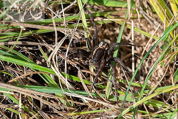 Gerandete Jagdspinne (Dolomedes fimbriatus)  sitzt versteckt im Gras  Pfrühlmoos  Bayern