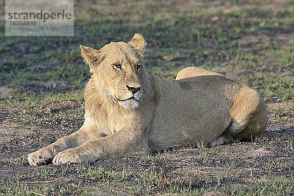 Löwe (Panthera leo)  Löwin  weiblich  Seitenlicht  Savuti  Chobe National Park  Botswana  Afrika