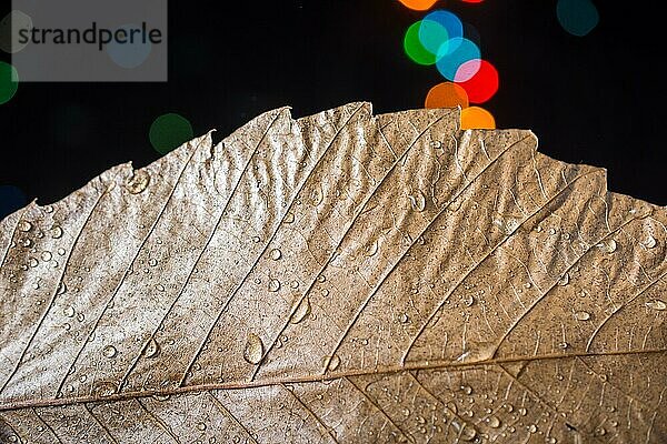 Trockenes Blatt auf einem Bokeh-Licht vor einem dunklen Hintergrund