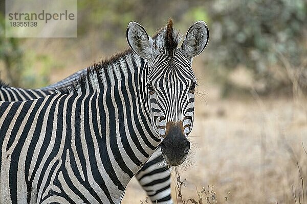 Steppenzebra der Unterart Crawshay-Zebra (Equus quagga crawshayi)  Tierportrait  South Luangwa  Sambia  Afrika