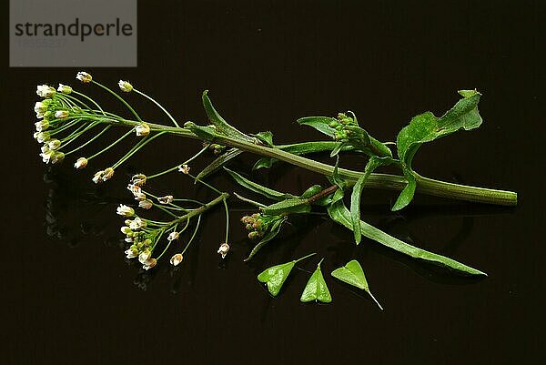 Heilpflanze Hirtentäschel  Hirtentäschelkraut (Capsella bursa-pastoris)  Hirtentaeschel  dem Hirtentäschelkraut werden traditionell Wirkungen gegen unterschiedlichste Beschwerden zugesprochen. So soll es unter anderem den Blutdruck regulieren  die Verdauung fördern  gegen Rheuma und Gicht sowie gegen Nasenbluten helfen  Heilpflanzliche Anwendung ohne Gewähr