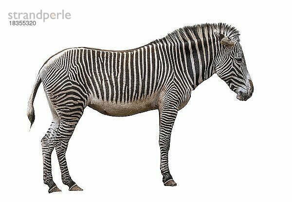 Grévys Zebra  Grevyzebra (Equus grevyi)  Vorkommen in Kenia und Äthiopien  vor weißem Hintergrund