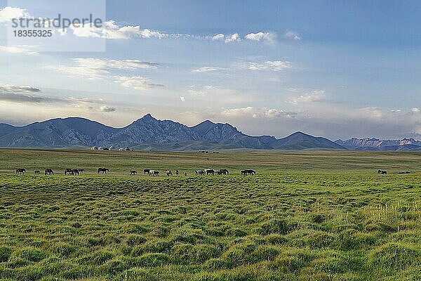 Weidende Pferde in der Steppe bei Sonnenuntergang  Song Kol See  Provinz Naryn  Kirgisistan