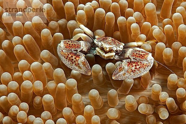 Fleckentupfen-Anemonenkrabbe Porzellankrabbe (Neopetrolisthes maculatus) sitzt in Partneranemone Haddons Teppichanemone (Stichodactyla haddoni) blickt Betrachter frontal an  Pazifik  Insel Yap  Yap State  Karolineninseln  Föderierte Staaten von Mikronesien FSM