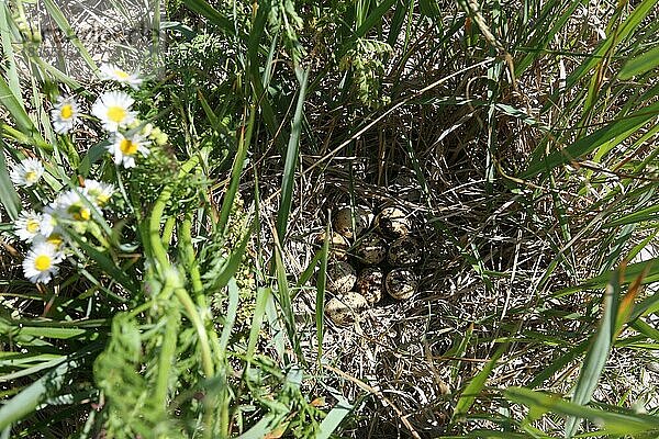 Wachtel (Coturnix coturnix) Nest und Gelege im hohen Gras  Niederösterreich  Österreich  Europa