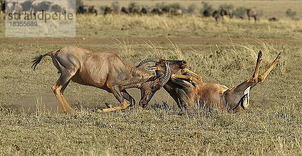 Kampf zweier Topi-Leierantilop-Bullen  Massai-Mara-Wildschutzgebiet  Kenia  Afrika