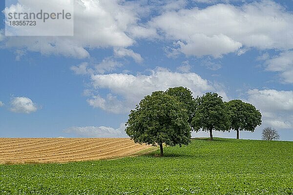 Walnussbäume (Juglans regia) im Sommer  vor Wolkenhimmel  Südpfalz  Rheinland-Pfalz  Deutschland  Europa