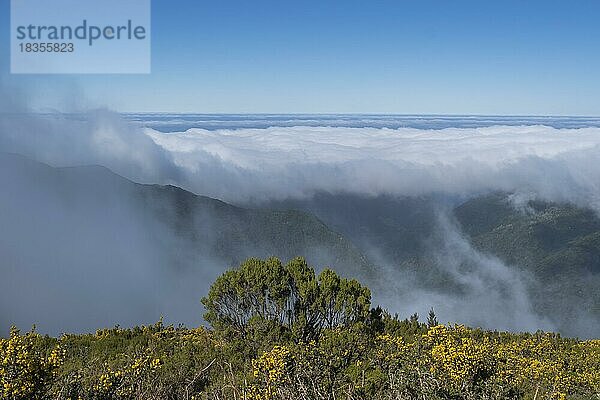 Hochebene Paul da Serra  tiefhängende Wolken  Madeira-Ginster (Genista maderensis) und Baumheide (Erica arborea)  Madeira  Portugal  Europa