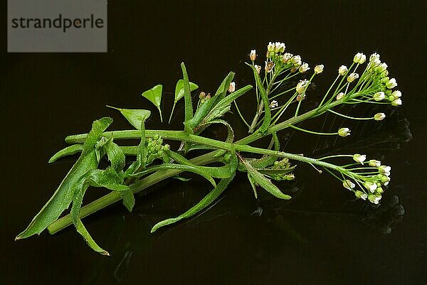 Heilpflanze Hirtentäschel  Hirtentäschelkraut (Capsella bursa-pastoris)  Hirtentaeschel  dem Hirtentäschelkraut werden traditionell Wirkungen gegen unterschiedlichste Beschwerden zugesprochen. So soll es unter anderem den Blutdruck regulieren  die Verdauung fördern  gegen Rheuma und Gicht sowie gegen Nasenbluten helfen  Heilpflanzliche Anwendung ohne Gewähr