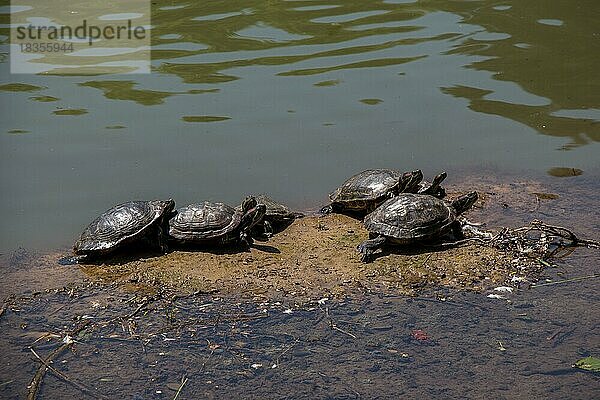 Einsame Schildkröten am See gefunden
