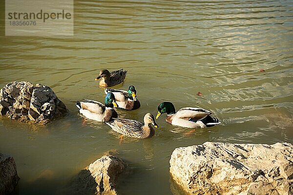 Einsame Enten schwimmen im Teich