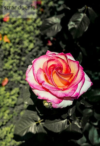 Schöne bunte Rose in Nahaufnahme