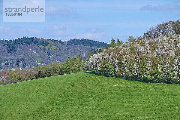 Landschaft  Wiese  Kirschbaum  Frühling  Vöckelsbach  Mörlenbach  Odenwald  Hessen  Deutschland  Europa