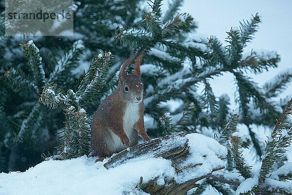 Eichhörnchen auf Baumstamm mit Schnee sitzend von vorne hersehend