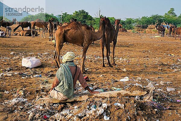 Ein indischer Mann sitzt inmitten von Müll und Kamele auf dem Pushkar Kamelmarkt (Pushkar Mela)  der jährlich stattfindenden berühmten Kamel- und Viehmesse und Touristenattraktion  Pushkar  Indien  Asien