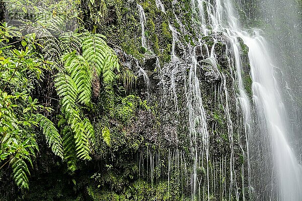 Moos an einem Stein  Wasserfall  Langzeitaufnahme  Madeira  Portugal  Europa