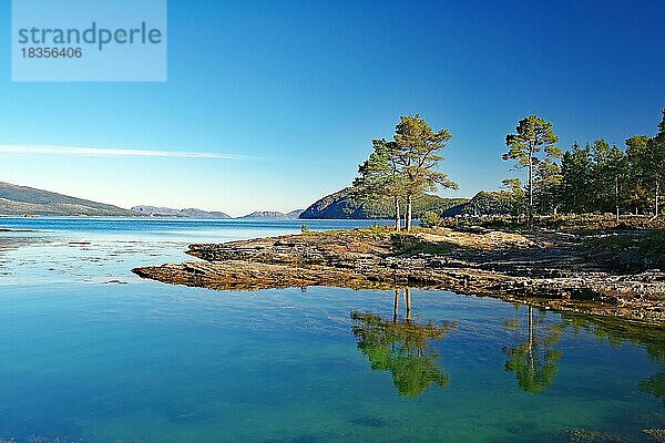 Bäume  Kiefern spiegeln sich im glasklaren Wasser einer seichten Bucht  Spätsommer  Kjelleidet  FV 17  Kystriksveien  Helgeland  Norwegen  Europa