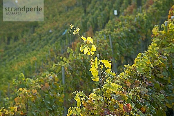 Weinberge im Herbst  Ahrtal  hier wird Rotwein der Spätburgunder und Portugieser Traube angebaut  Rotweinanbaugebiet  Eifel  Rheinland-Pfalz  Deutschland  Europa