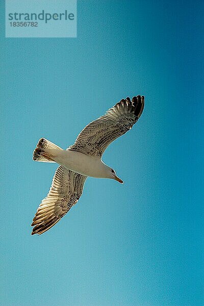 Einzelne Möwe fliegt in einem blauen Himmel Hintergrund