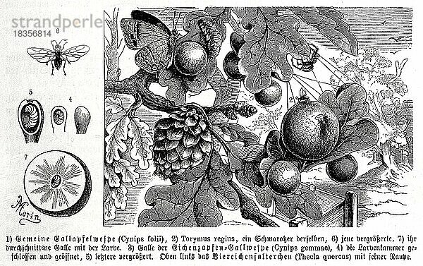 Insekten  Gemeine Gallapfelwespe  Cynips folii und Torymus regius  Historisch  digital restaurierte Reproduktion von einer Vorlage aus dem 19. Jahrhundert
