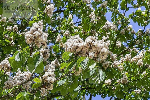 Blühende Rosskastanie  Kastanienbaum Nahaufnahme von Blütenstand  Laub und weißen Blüten (Aesculus hippocastanum) im Frühjahr