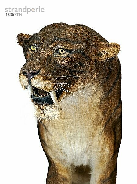 Nahaufnahme von Smilodon  einer ausgestorbenen Säbelzahnkatze vor weißem Hintergrund