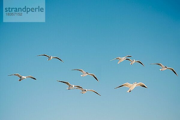 Möwe fliegt in einem blauen Himmel als Hintergrund