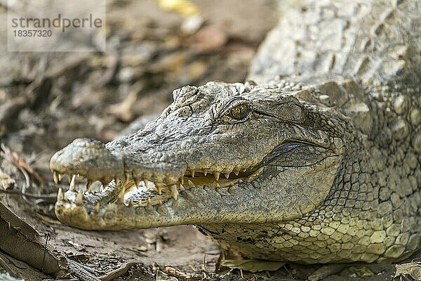 Nilkrokodil im heiligen Krokodilbecken von Kachikally  Bakau  Gambia  Westafrika  Afrika