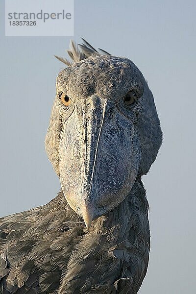 Schuhschnabel (Balaeniceps rex)  auch Abu Markub  Tierportrait  frontal  im Abendlicht  vor Himmel  Bangweulu Sümpfe  Sambia  Afrika