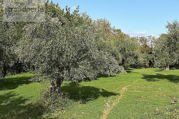 Oliven (olivae)  Olivenbäume  grüne Wiese  blauer Himmel mit weißen Wolken  Westkreta  Insel Kreta  Griechenland  Europa